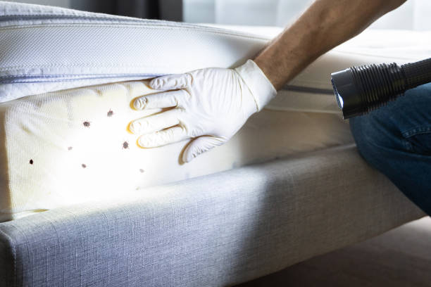 Best Flea Control Services  in Ottawa, IL