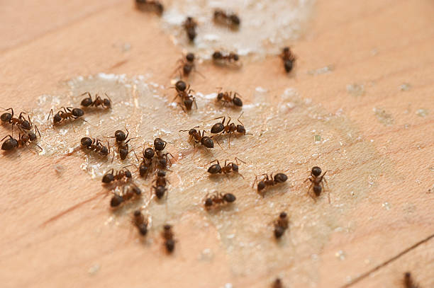 Best Flea Control Services  in Ottawa, IL